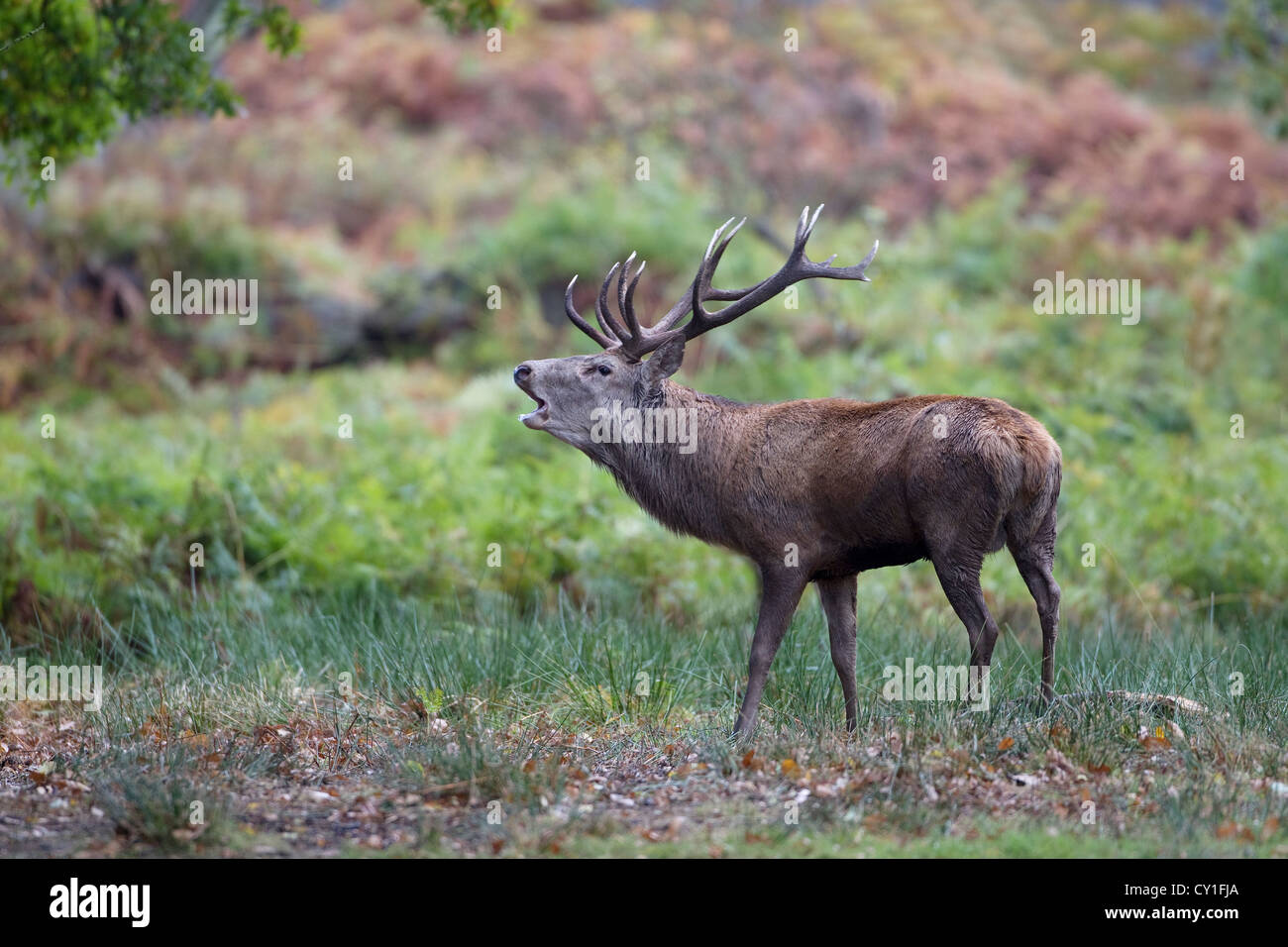 Dominante il cervo rosso cervo (Cervus elaphus) ruggente un avvertimento per i potenziali avversari durante la routine di autunno Foto Stock