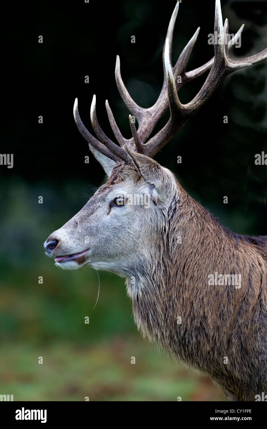 Red Deer cervo (Cervus elaphus) close up headshot nel profilo che mostra una magnifica coppia di corna di cervo Foto Stock