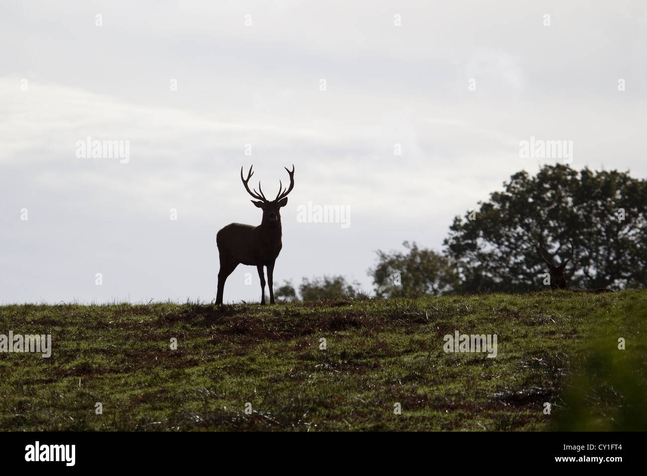 Red Deer cervo (Cervus elaphus) in silhouette in cima ad una collina durante l alba in autunno Foto Stock