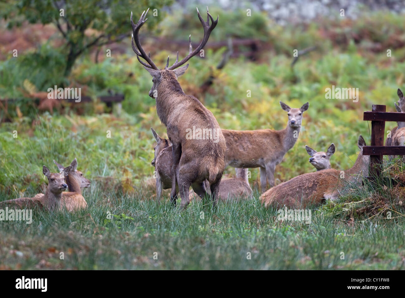 Red Deer cervo (Cervus elaphus) coniugata con un hind in estro durante la stagione di solchi come altri cerve guarda su Foto Stock
