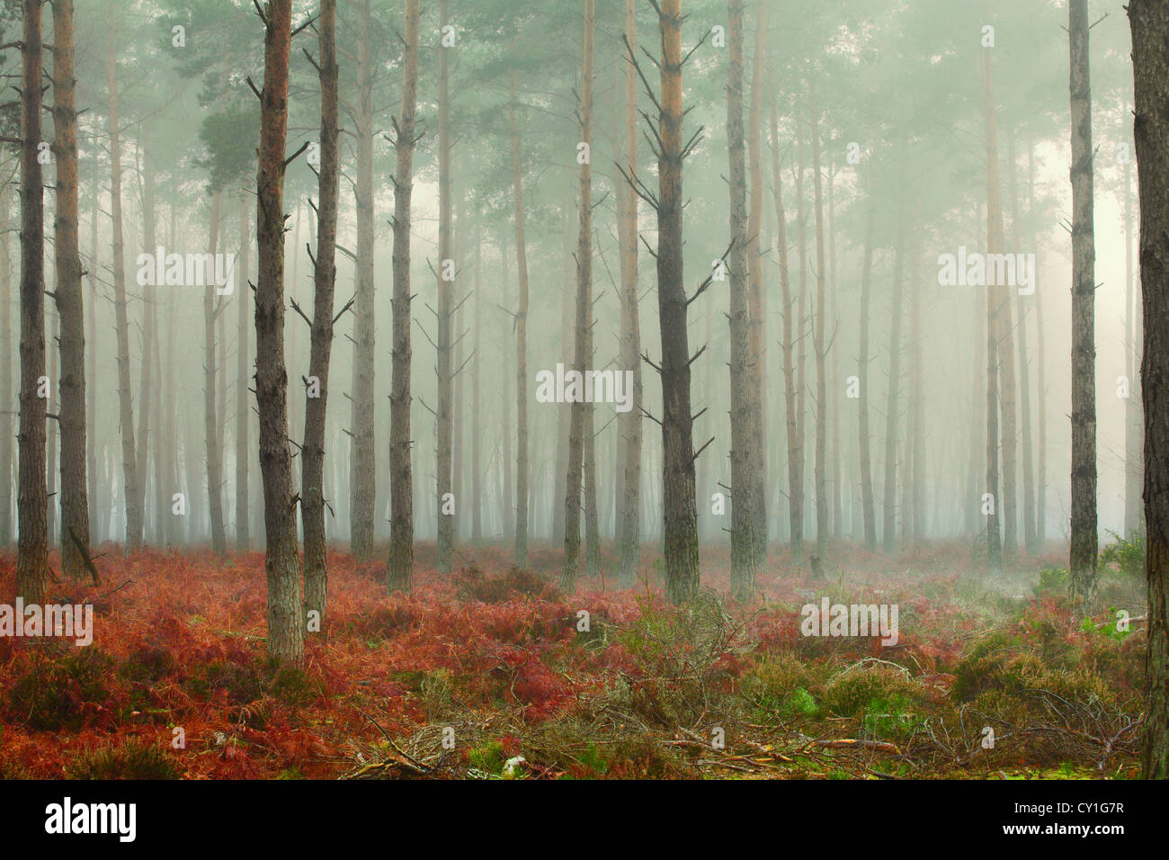 Alberi di pino nella nebbia all'alba Foto Stock
