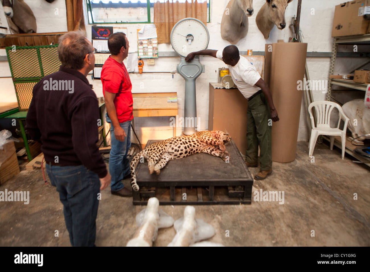 Di tassidermia. Cacciatori di Stati Uniti e Germania sparare la fauna selvatica e la roba che come un trofeo in un laboratorio di tassidermia in Namibia. Foto Stock