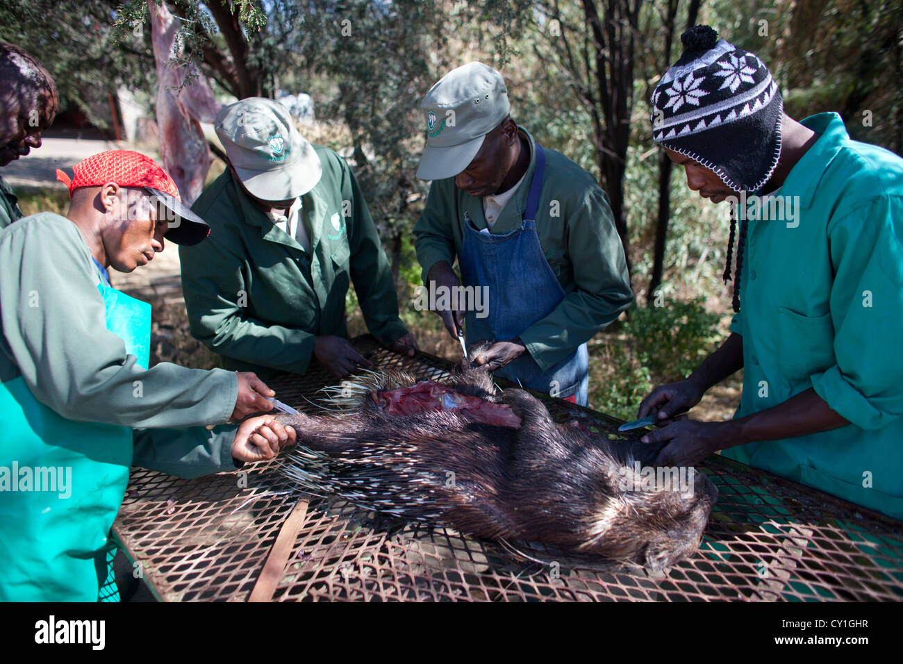 Di tassidermia. Cacciatori di Stati Uniti e Germania sparare la fauna selvatica e la roba che come un trofeo in un laboratorio di tassidermia in Namibia. Foto Stock