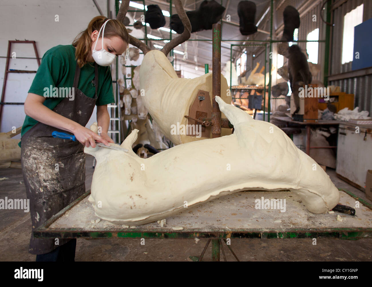 Di tassidermia. Cacciatori di Stati Uniti e Germania sparare la fauna selvatica e la roba che come un trofeo in un laboratorio di tassidermia in Namibia. Foto Stock