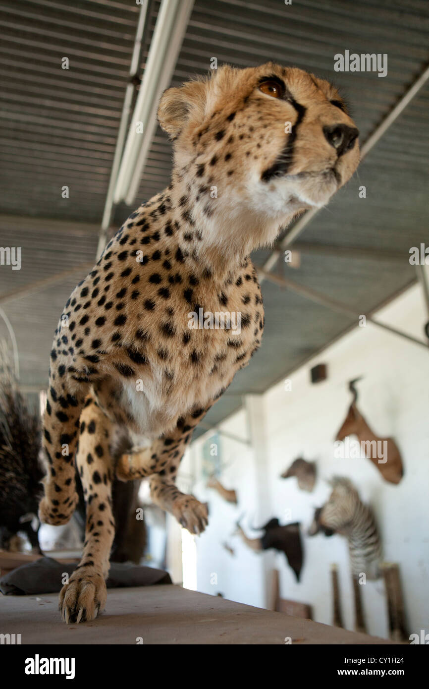 Di tassidermia. Cacciatori di Stati Uniti e Germania sparare la fauna selvatica e la roba che come un trofeo in un laboratorio di tassidermia in Namibia. Foto Stock