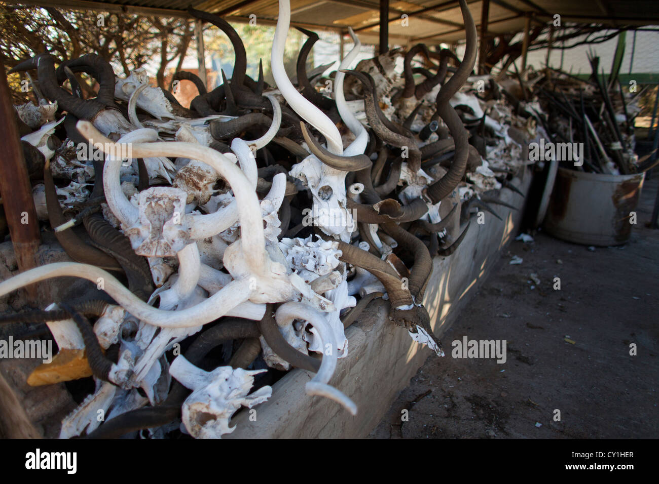 Di tassidermia. Cacciatori di Stati Uniti e Germania sparare la fauna selvatica e la roba che come un trofeo in un laboratorio di tassidermia in Namibia. Foto Stock