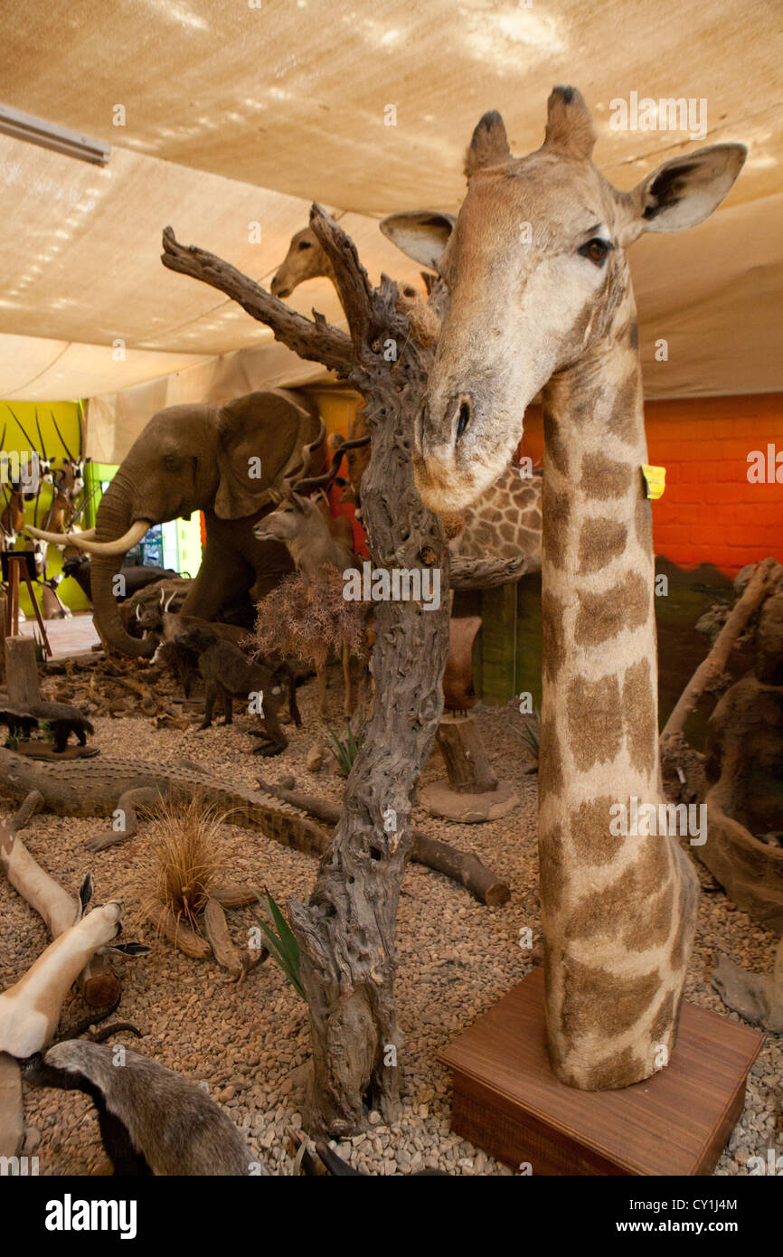 Di tassidermia. Cacciatori di Stati Uniti e Germania sparare la fauna selvatica e la roba che come un trofeo in un laboratorio di tassidermia in Namibia. Foto Stock