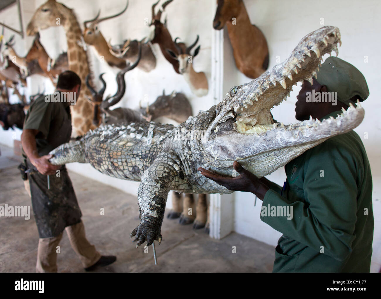 Di tassidermia. Cacciatori di Stati Uniti e Germania sparare la fauna selvatica e la roba che come un trofeo in un laboratorio di tassidermia in Namibia. Foto Stock