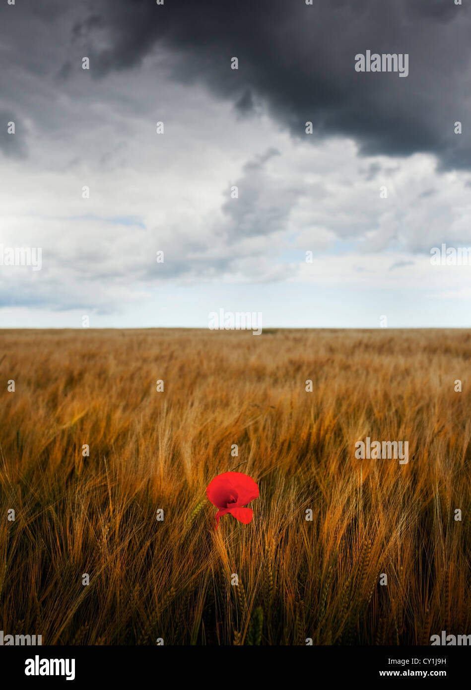 Il papavero nel campo sotto il cielo in tempesta Foto Stock