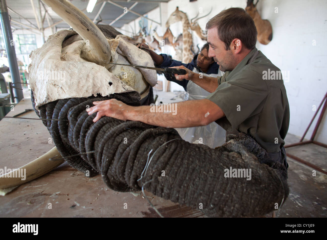 Di tassidermia. Cacciatori di Stati Uniti e Germania sparare la fauna selvatica e la roba che come un trofeo in un laboratorio di tassidermia in Namibia. Foto Stock