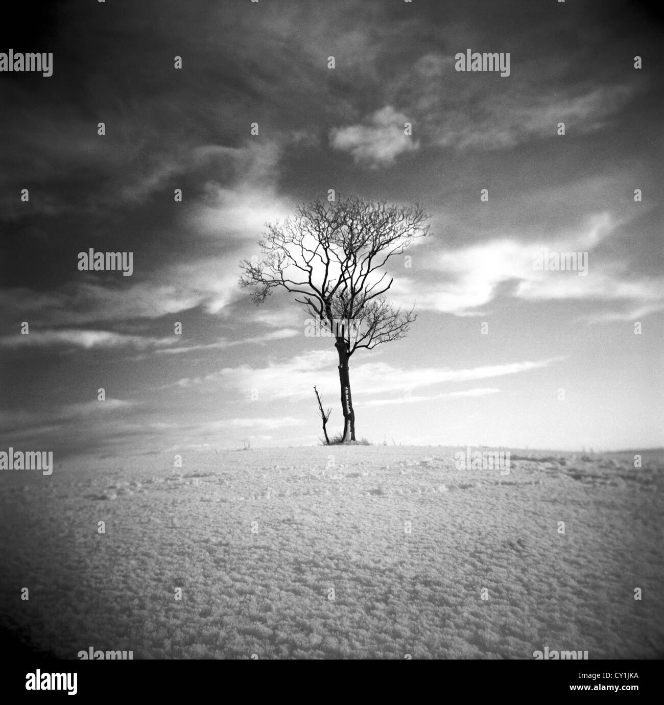 Lone Tree in un paesaggio arido sotto il cielo caldo Foto Stock