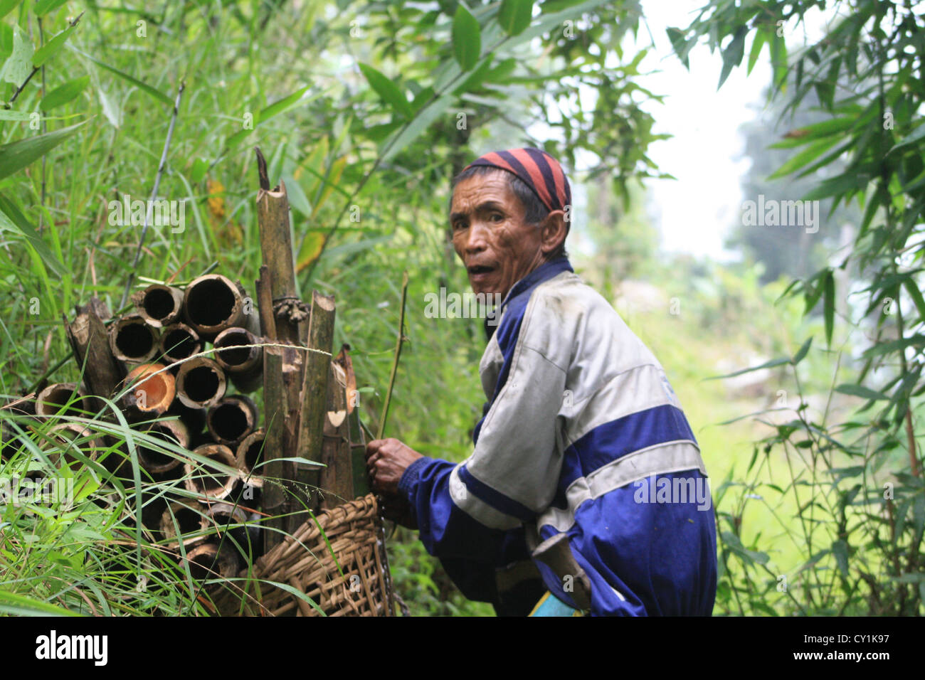 L'uomo raccogliere fair legno proveniente da alberi di bamboo in occidente il Sikkim . Foto Stock