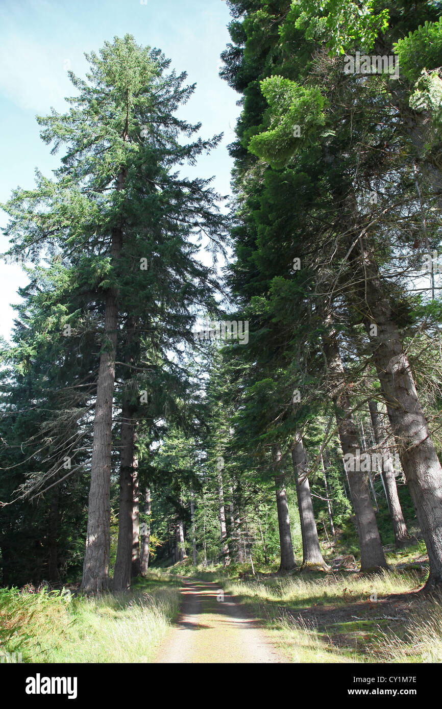 Un viale di pino silvestre (Pinus sylvestris) alberi Foto Stock