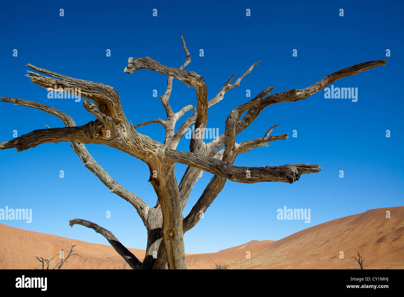 Sossusvlei (dead valley) nel Parco Namib-Naukluft, Namibia Foto Stock