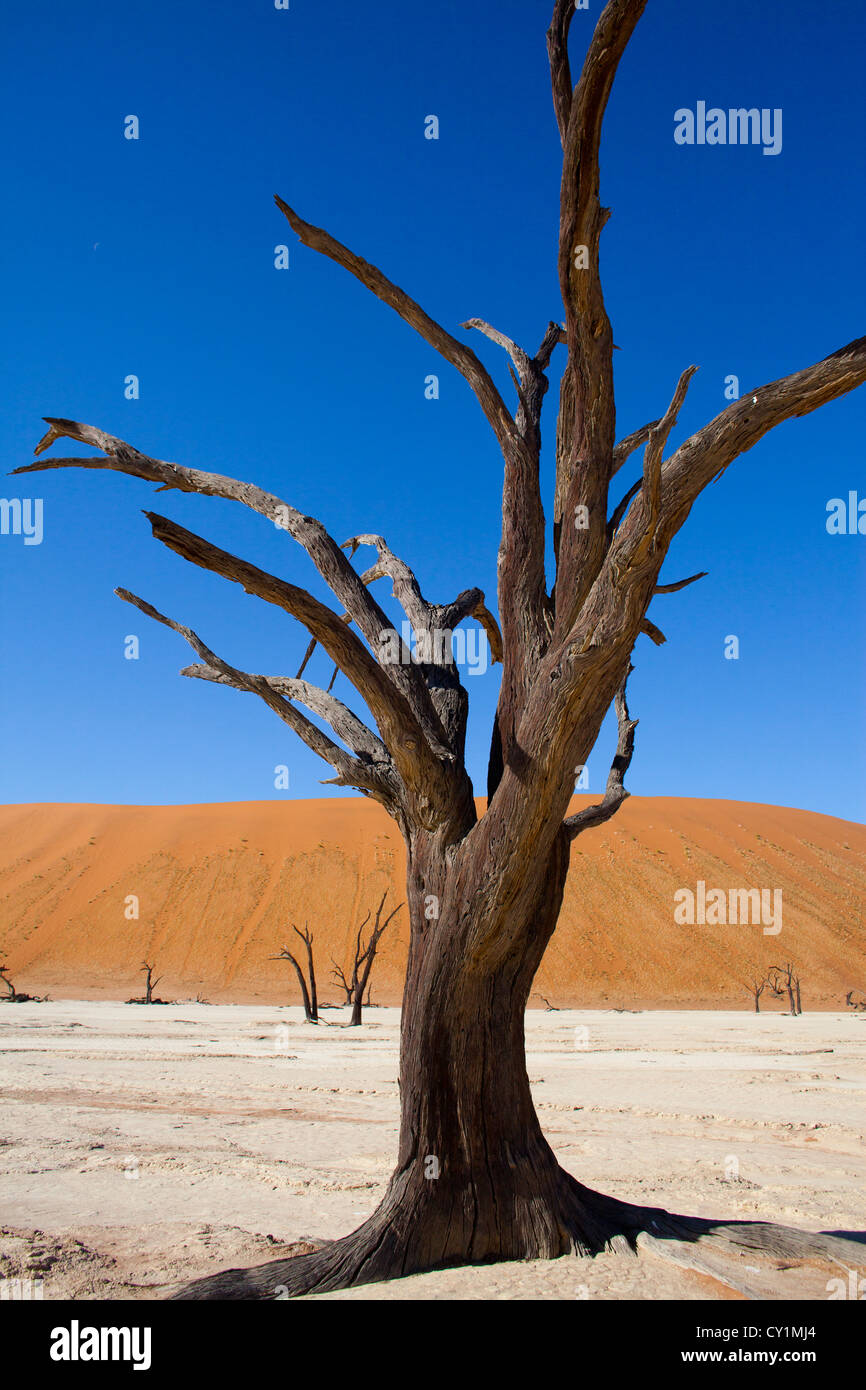 Sossusvlei (dead valley) nel Parco Namib-Naukluft, Namibia Foto Stock