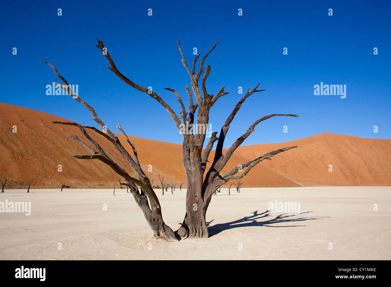 Sossusvlei (dead valley) nel Parco Namib-Naukluft, Namibia Foto Stock