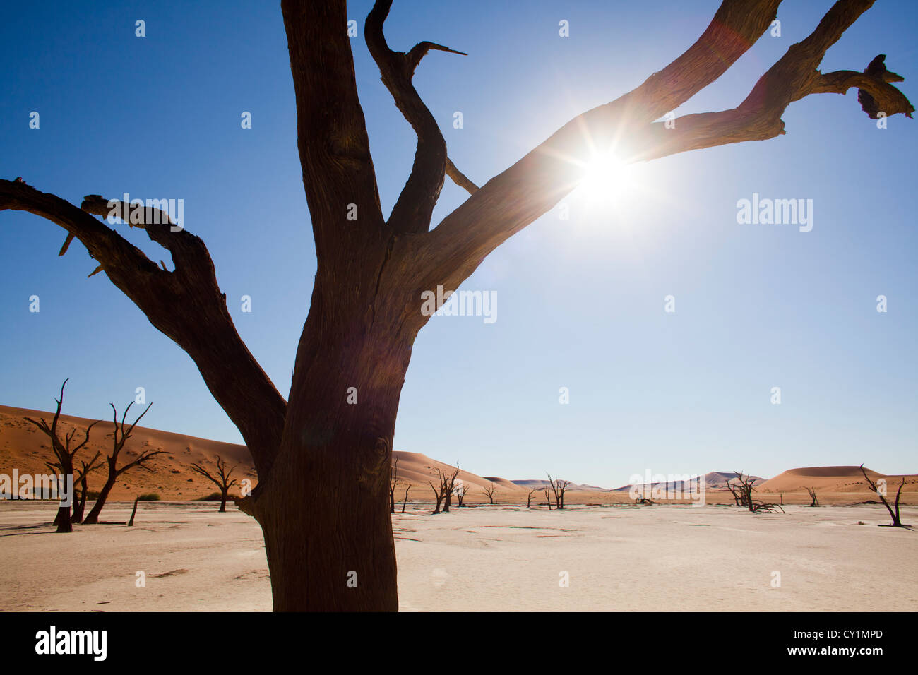 Sossusvlei (dead valley) nel Parco Namib-Naukluft, Namibia Foto Stock