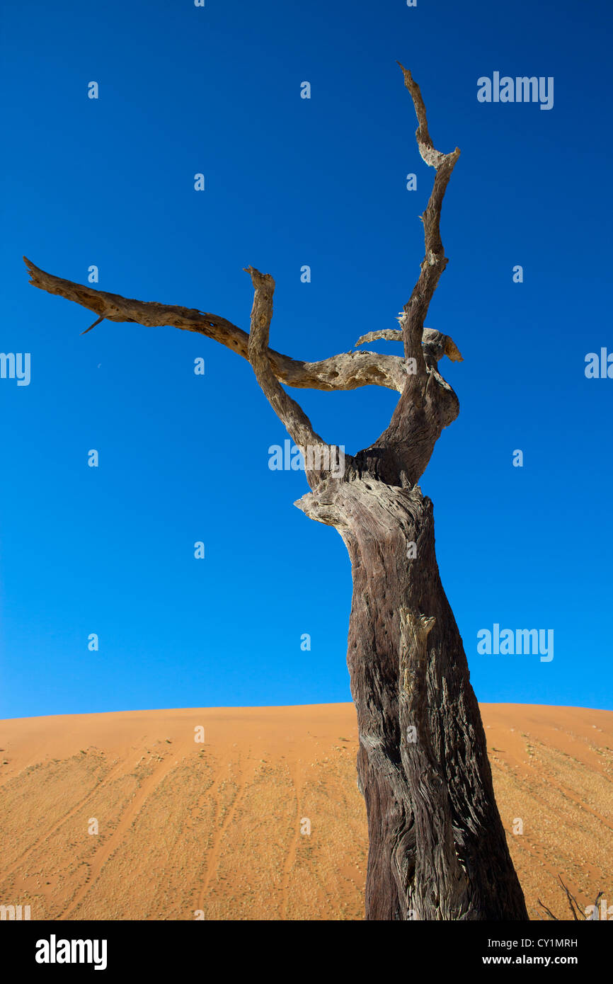 Sossusvlei (dead valley) nel Parco Namib-Naukluft, Namibia Foto Stock