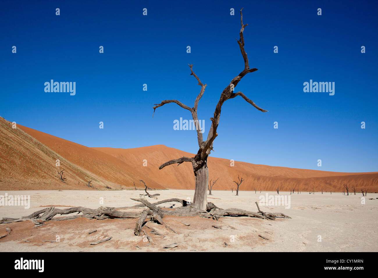 Sossusvlei (dead valley) nel Parco Namib-Naukluft, Namibia Foto Stock