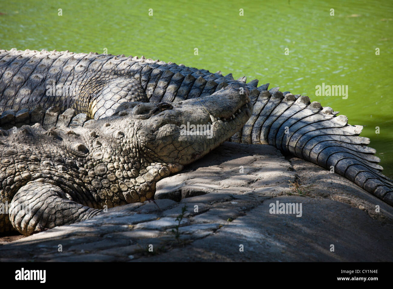 Crocodil allevamento a otjiwarongo, Namibia Foto Stock