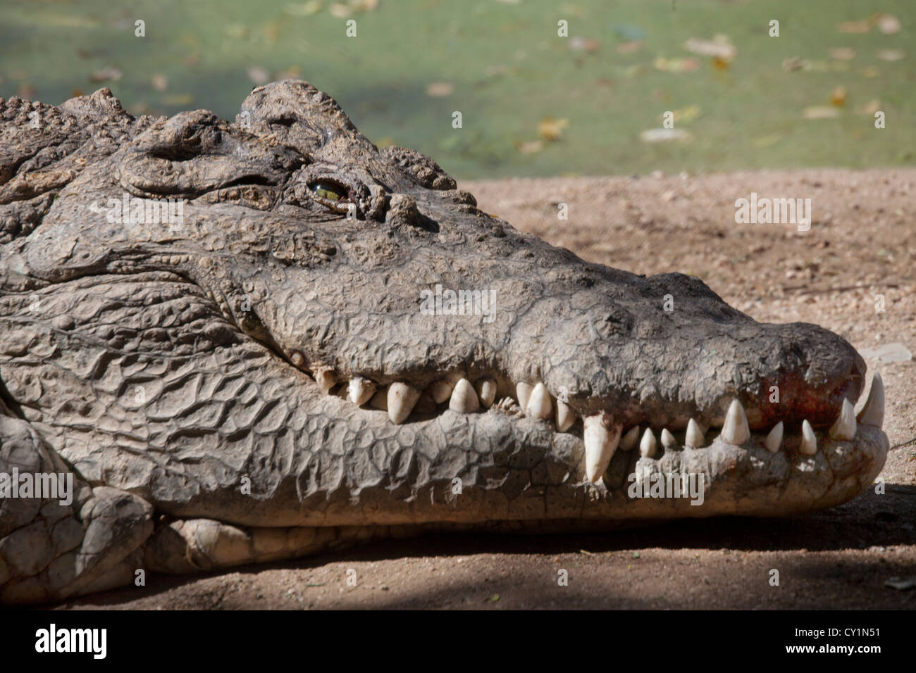 Crocodil allevamento a otjiwarongo, Namibia Foto Stock