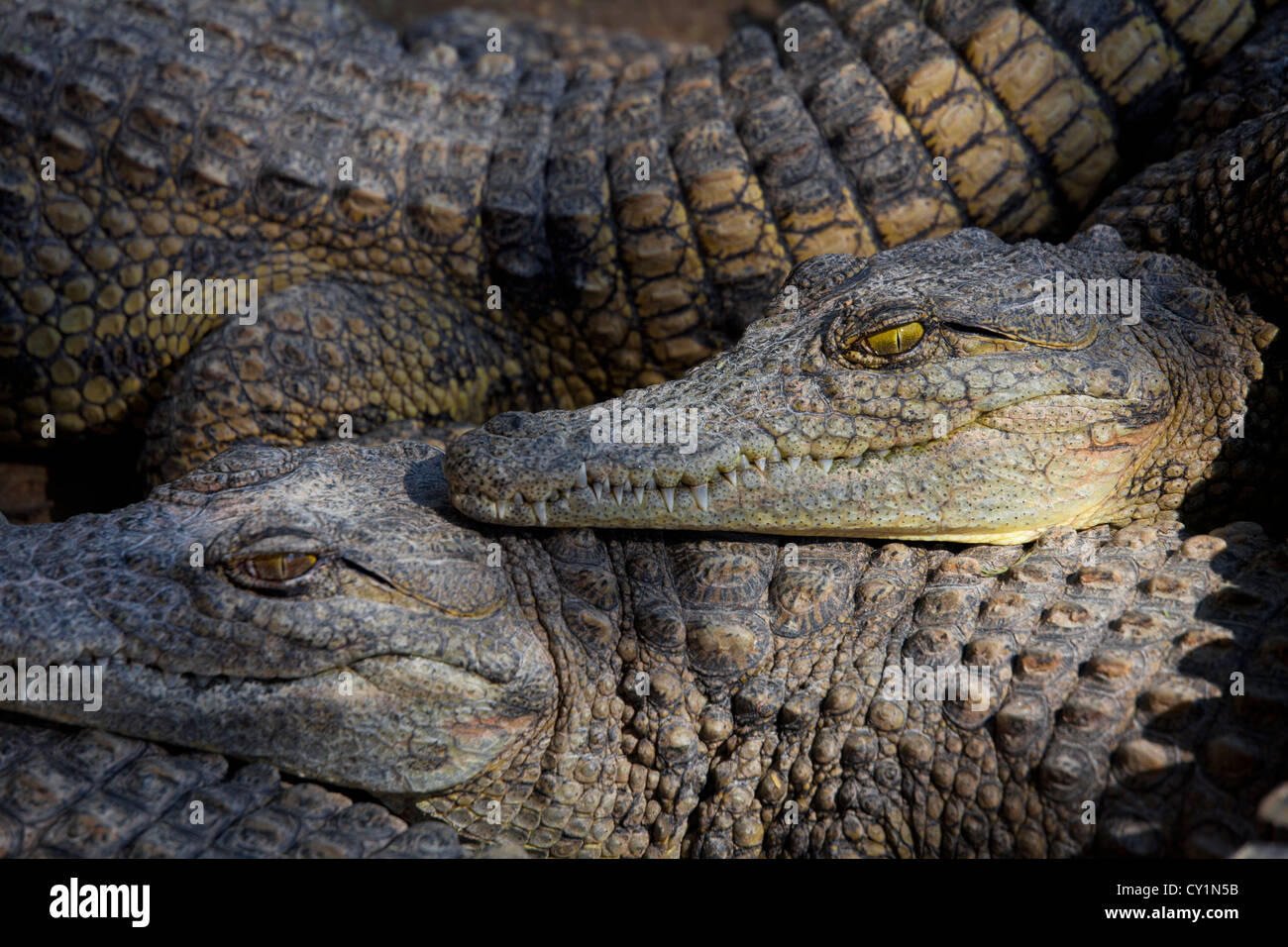 Crocodil allevamento a otjiwarongo, Namibia Foto Stock