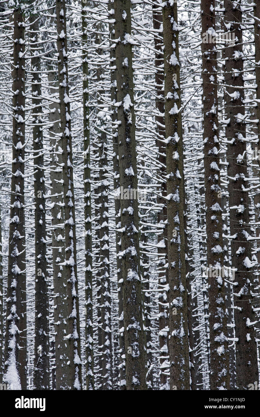 Norvegia abete rosso (Picea abies) nella neve in inverno nella foresta di conifere, Parco Nazionale di Harz, Germania Foto Stock
