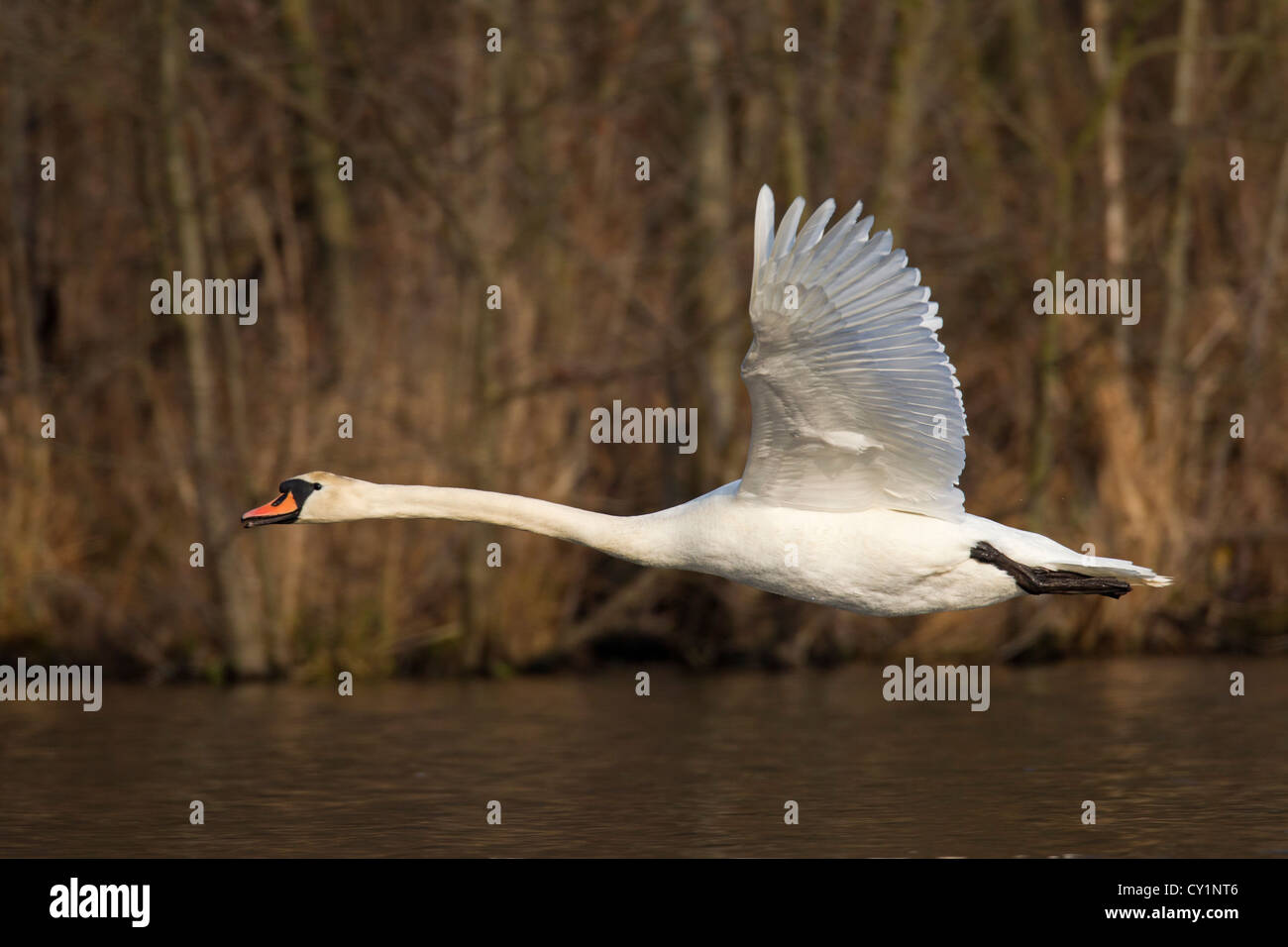 Cigno (Cygnus olor) in volo sopra il lago di fronte della foresta, Germania Foto Stock