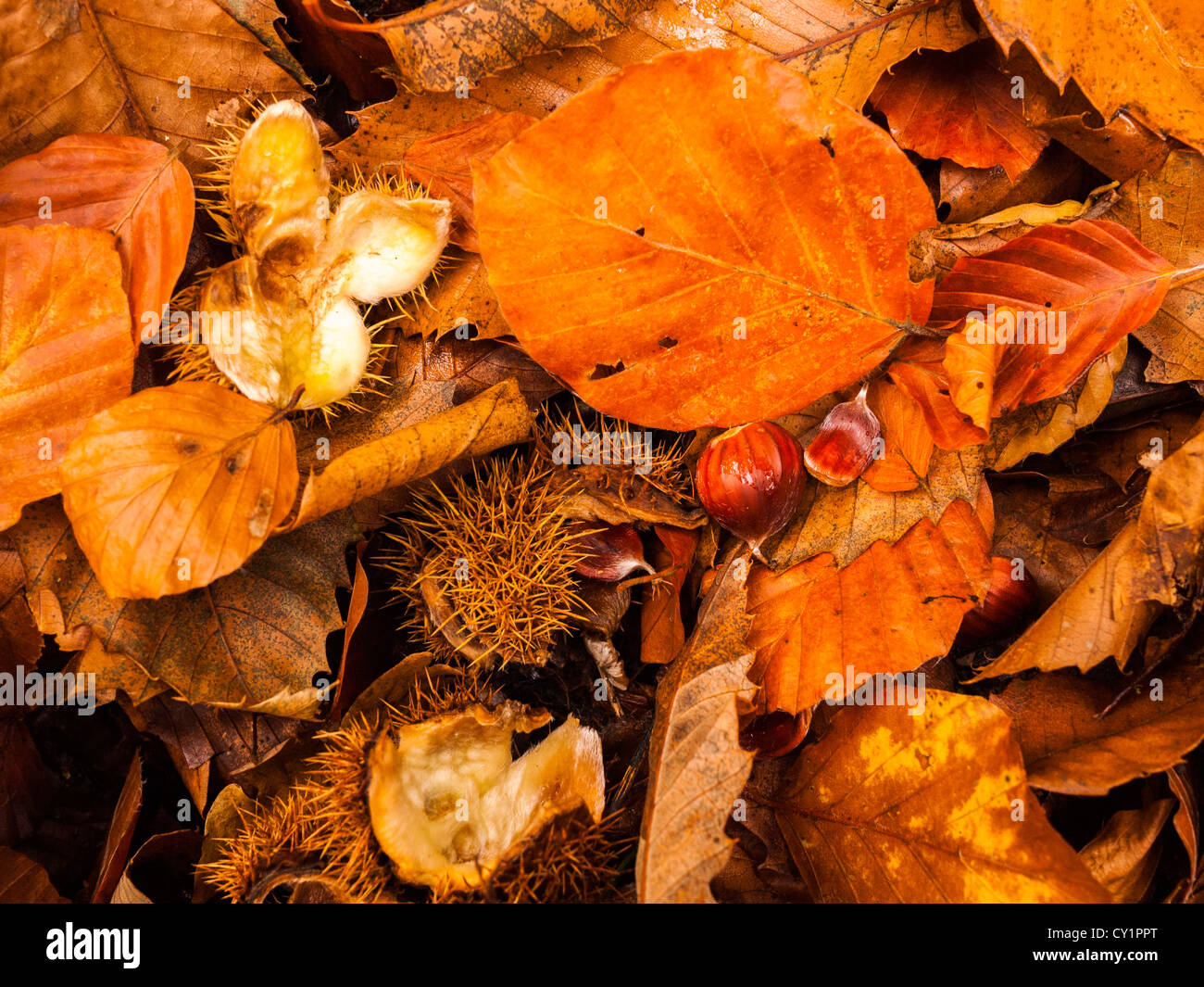Le castagne dolci sul terreno boschivo di Horner Hill a Exmoor vicino a Luccombe, Somerset, Inghilterra Foto Stock