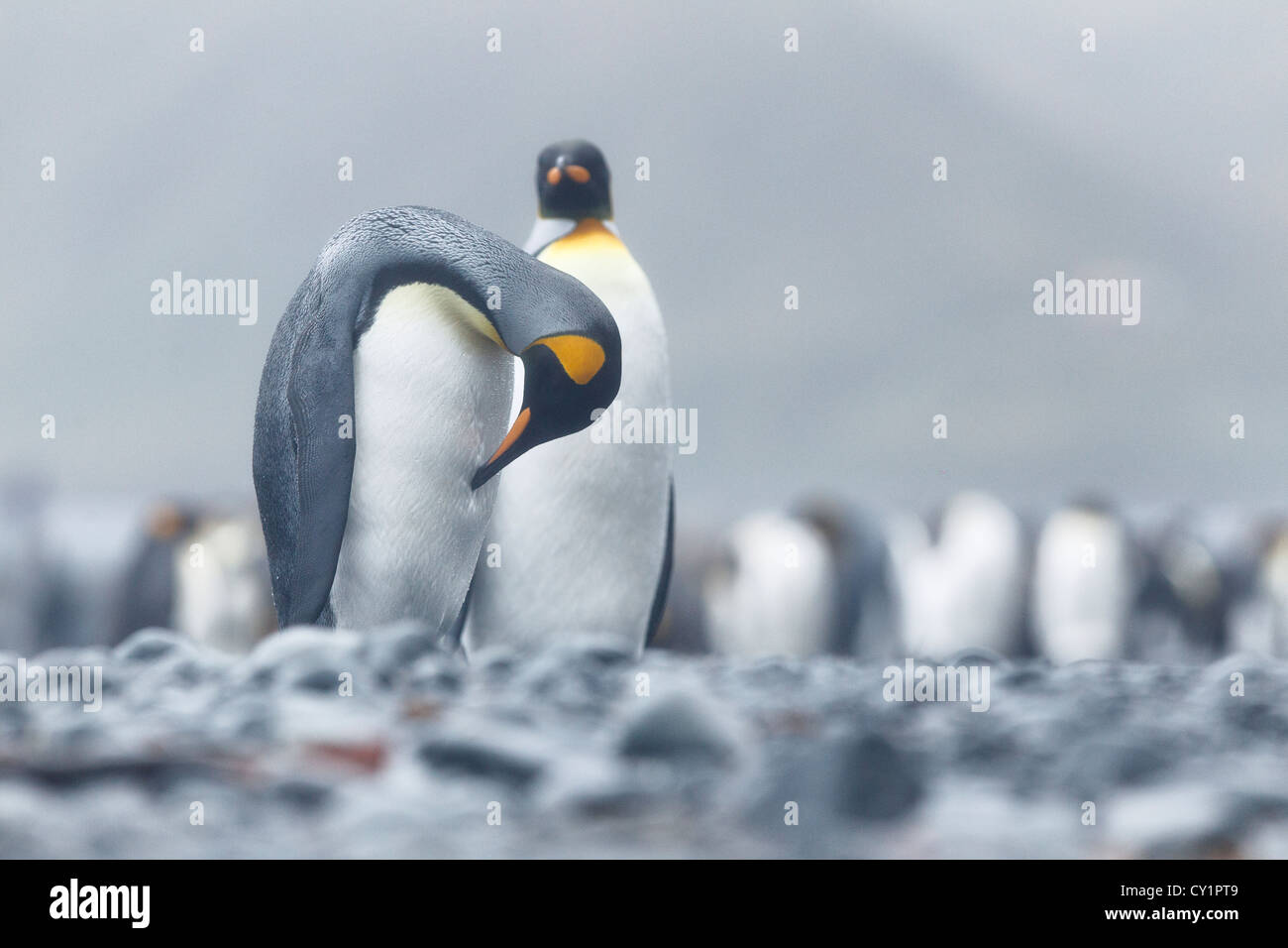 Pinguino reale (Aptenodytes patagonicus) in Macquarie Island - Tasmania - Australia Foto Stock