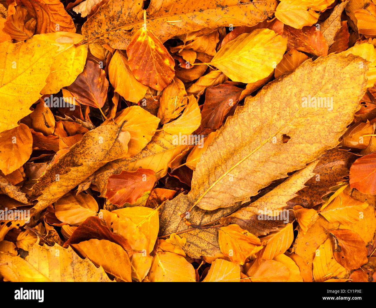 Colore autunnale sul terreno boschivo di Horner Hill a Exmoor, Inghilterra. Foto Stock