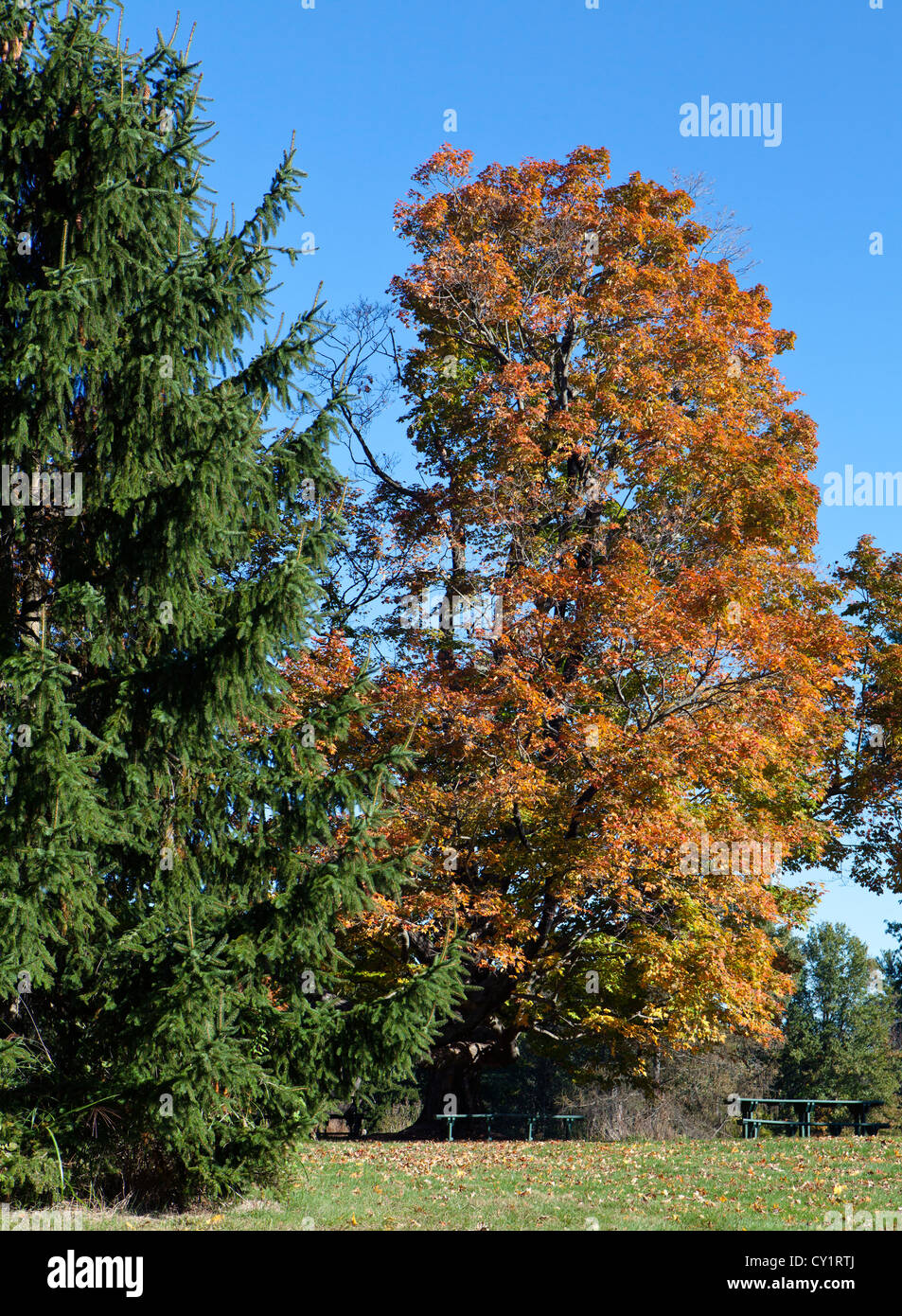 Maple e tavoli da picnic. Autumn Fall scena. Foto Stock