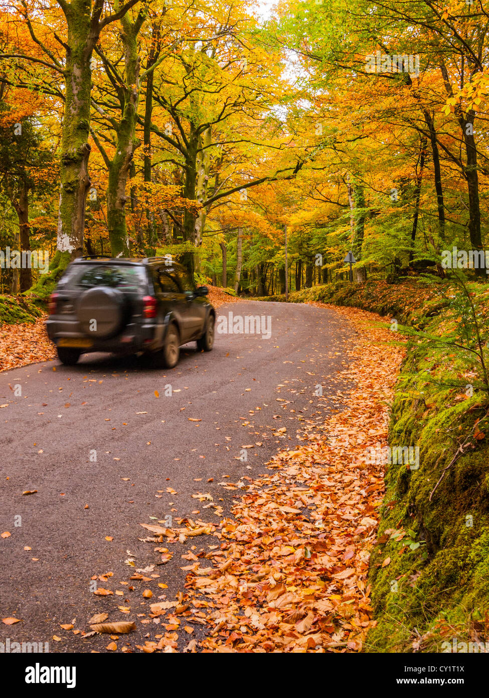 Un automobile che viaggia lungo un vicolo del paese attraverso il bosco in autunno a Horner Hill, Parco Nazionale di Exmoor, Somerset, Inghilterra Foto Stock