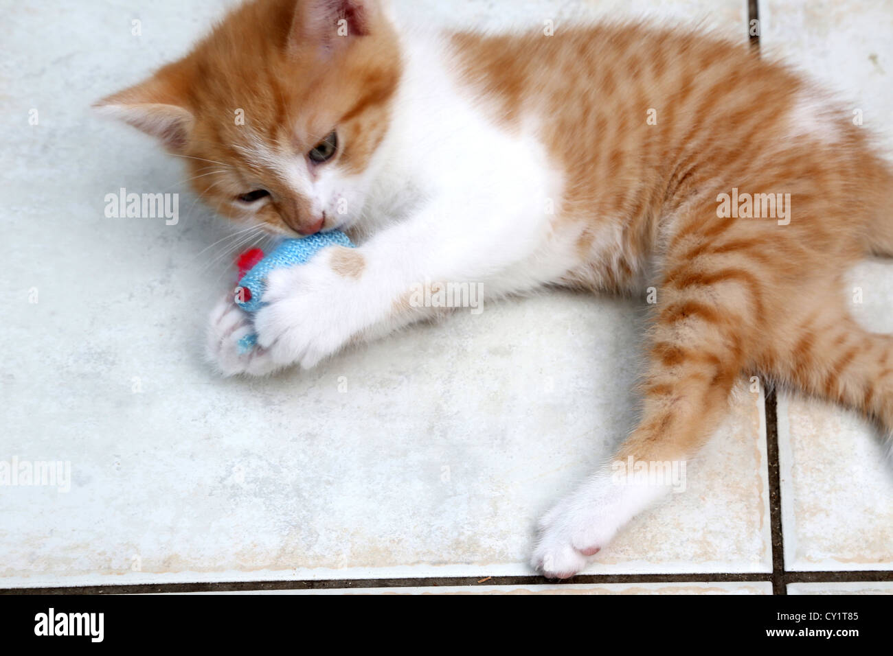 Lo zenzero e il cucciolo bianco gioca con il mouse giocattolo Foto Stock