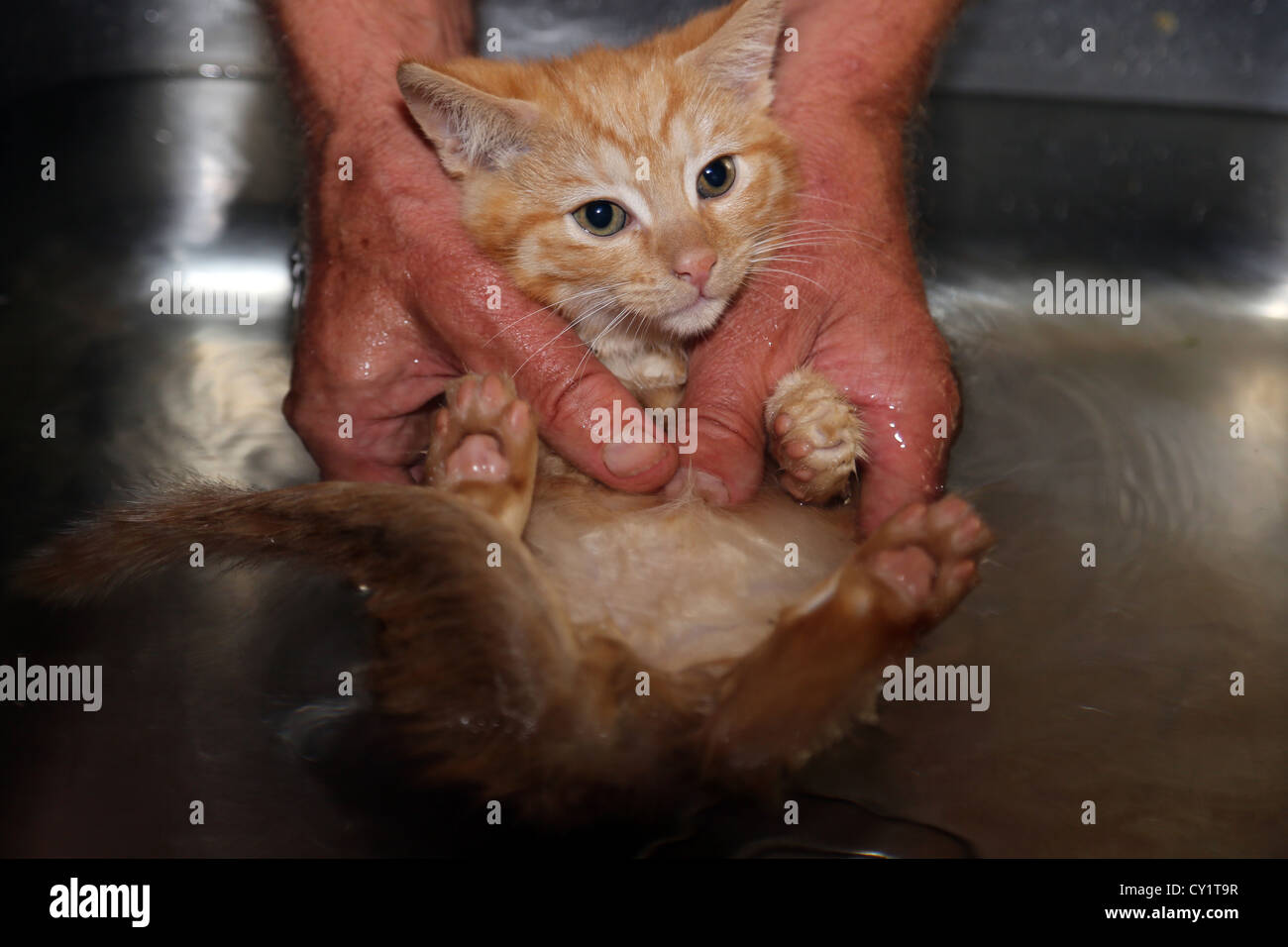 Lo zenzero gattino essendo Deflead il lavaggio di lui nel sink utilizzando Flea Shampoo Foto Stock