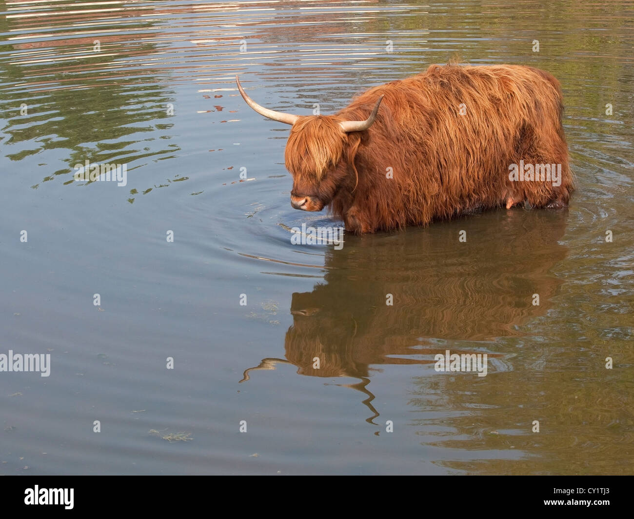 Un altopiano di mucca il raffreddamento da guadare in un laghetto Foto Stock