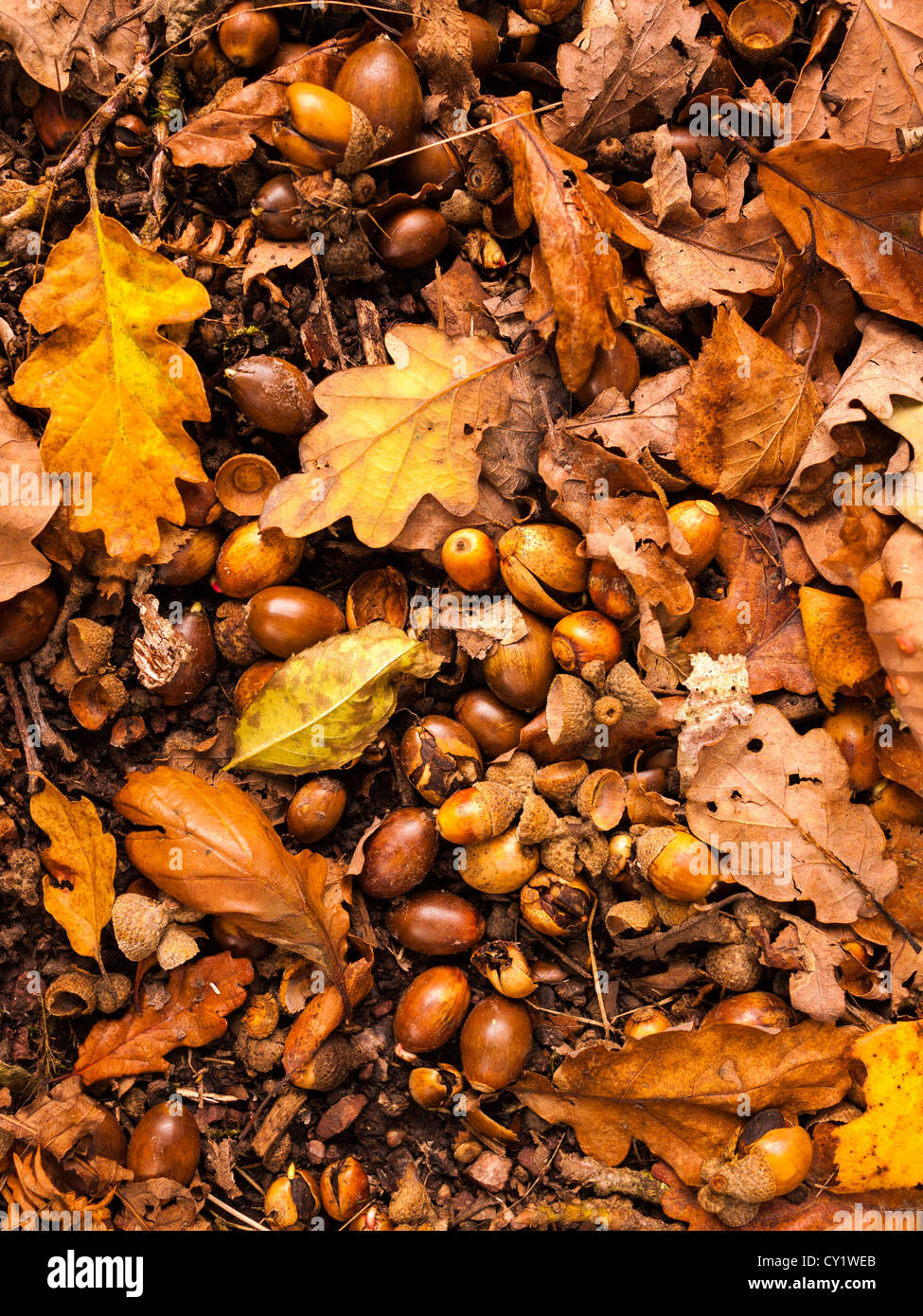 Ghiande e foglie di quercia sul pavimento del Bosco in autunno Foto stock -  Alamy