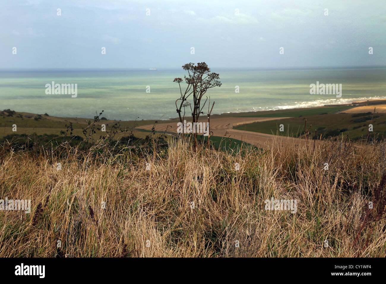 Cap Blanc Nez Francia côte d'opale pas de Calais erba alta, Hogweed (Heracleum Sphondylium) e terreni agricoli Foto Stock