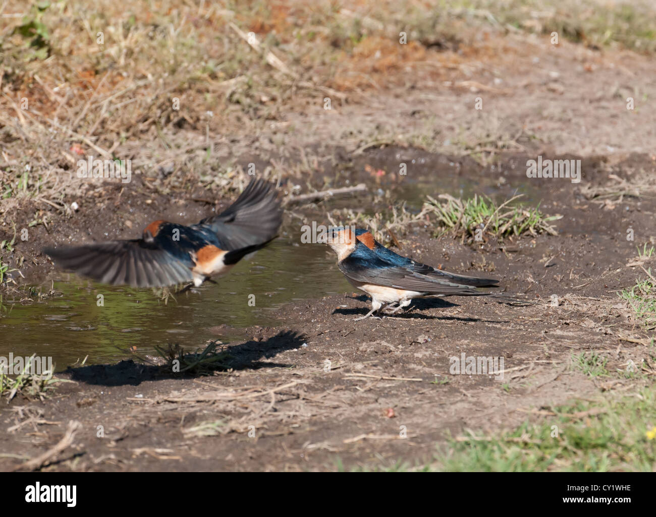 Rosso-rumped Rondini Hirundo daurica raccoglie fango per materiale di nido.la molla. Spagna Foto Stock