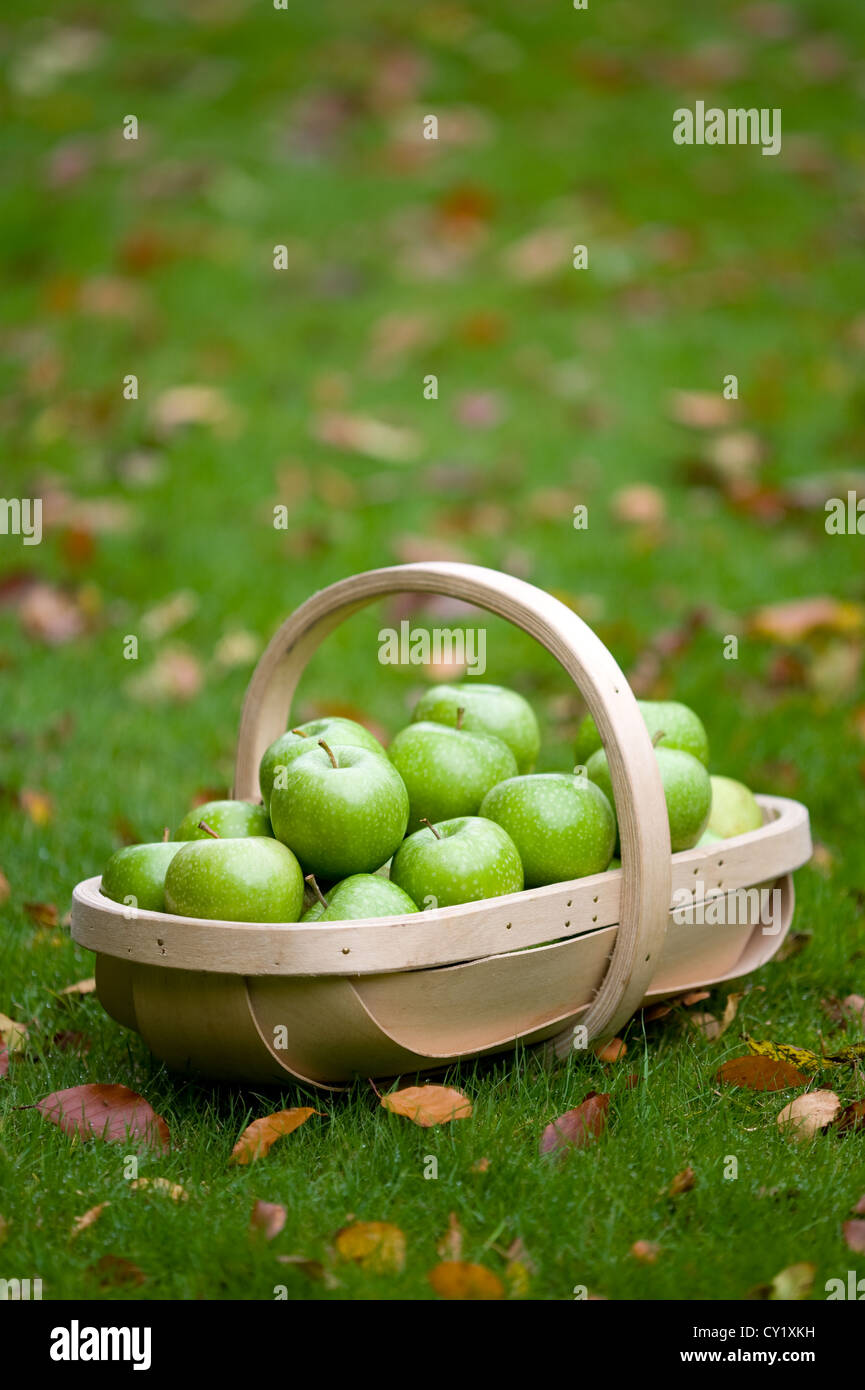 Fresche mele verdi raccolti in un trug in autunno o cadono Foto Stock