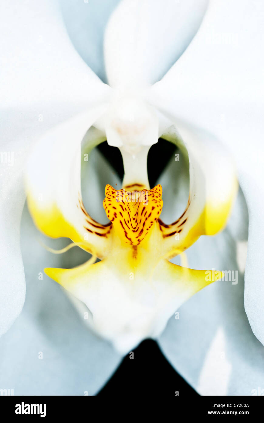 White Orchid con giallo e marrone nel mezzo Foto Stock