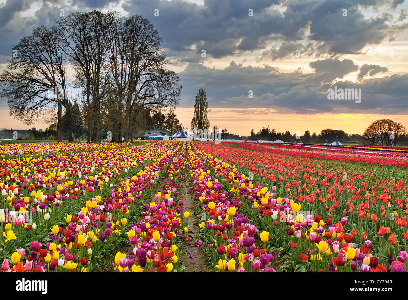 Tramonto su righe di coloratissimi fiori Tulip Farm in Oregon a stagione primavera Foto Stock