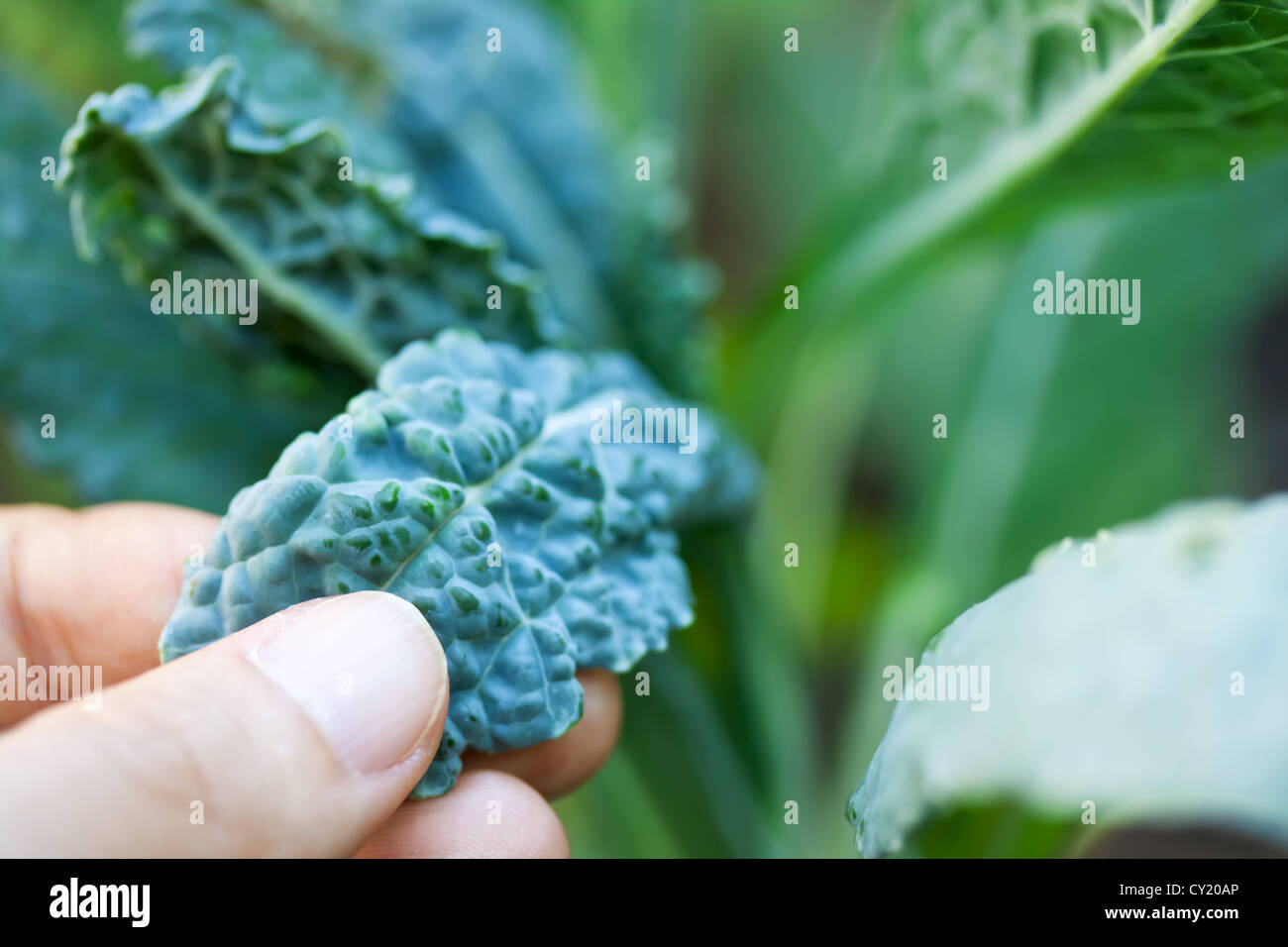 La cura per la crescita di Kale italiano Foto Stock