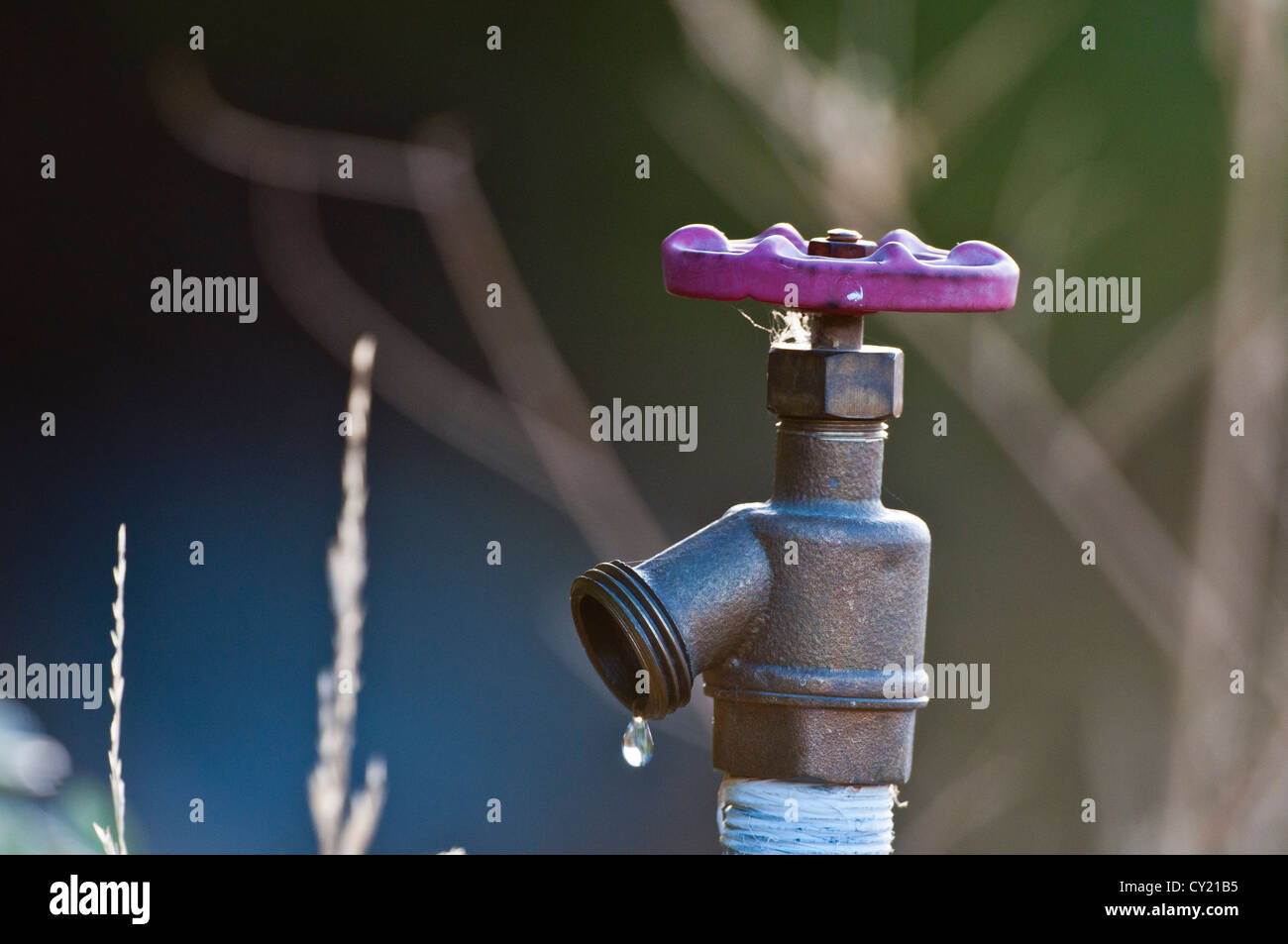 Codolo con caduta di acqua Foto Stock