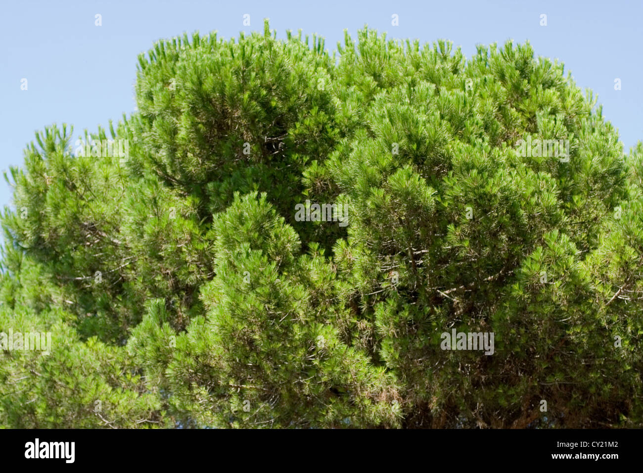Parte superiore dell'albero di pino Foto Stock