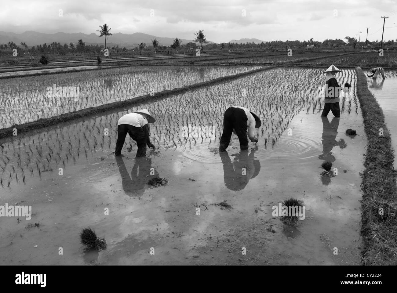 Impianto di donne del riso in una risaia a Lombok, Indonesia Foto Stock