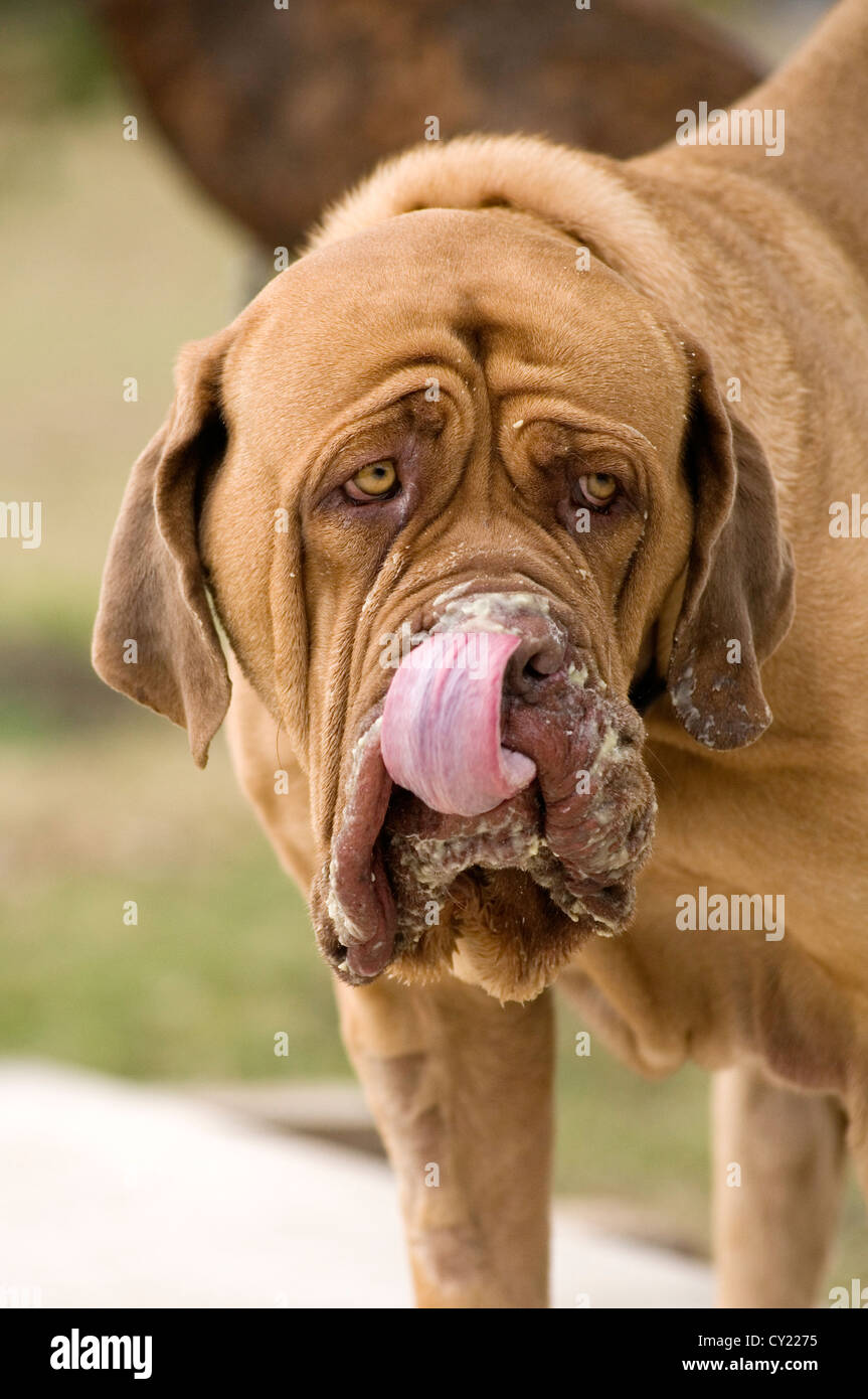 Dogue de Bordeaux bava di brutto slobbery eccessivo hound dog cani turner e hooch confuso eater funny lingua leccare leccare stick o Foto Stock