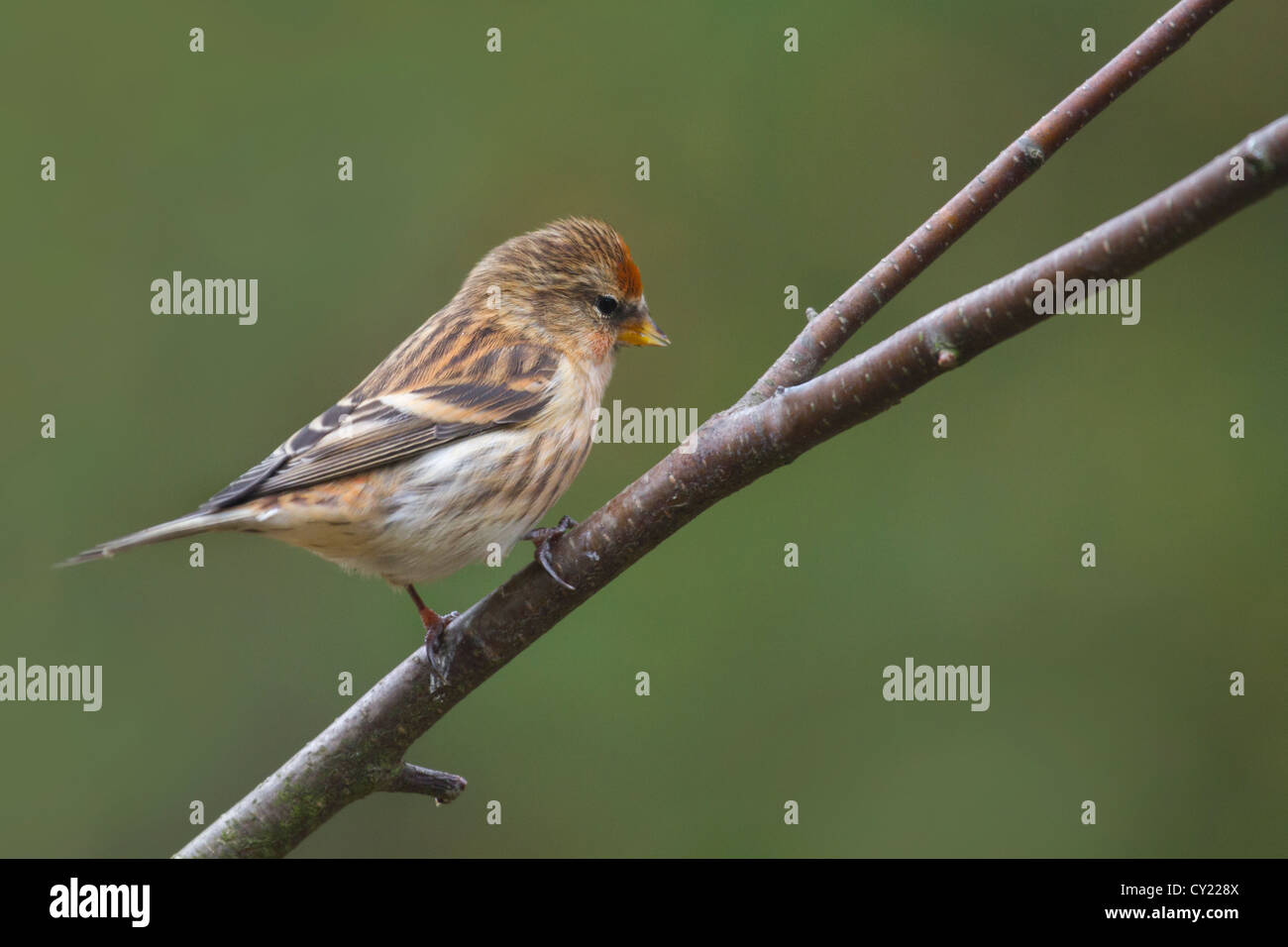 Redpoll (Carduelis flammea) appollaiato su un ramo Foto Stock