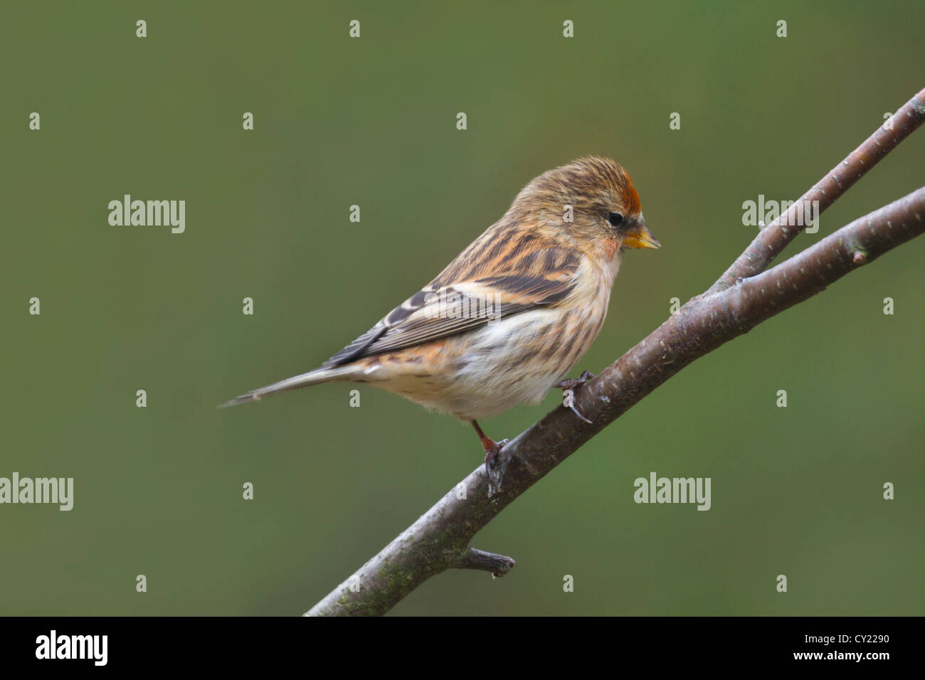 Redpoll (Carduelis flammea) appollaiato su un ramo Foto Stock