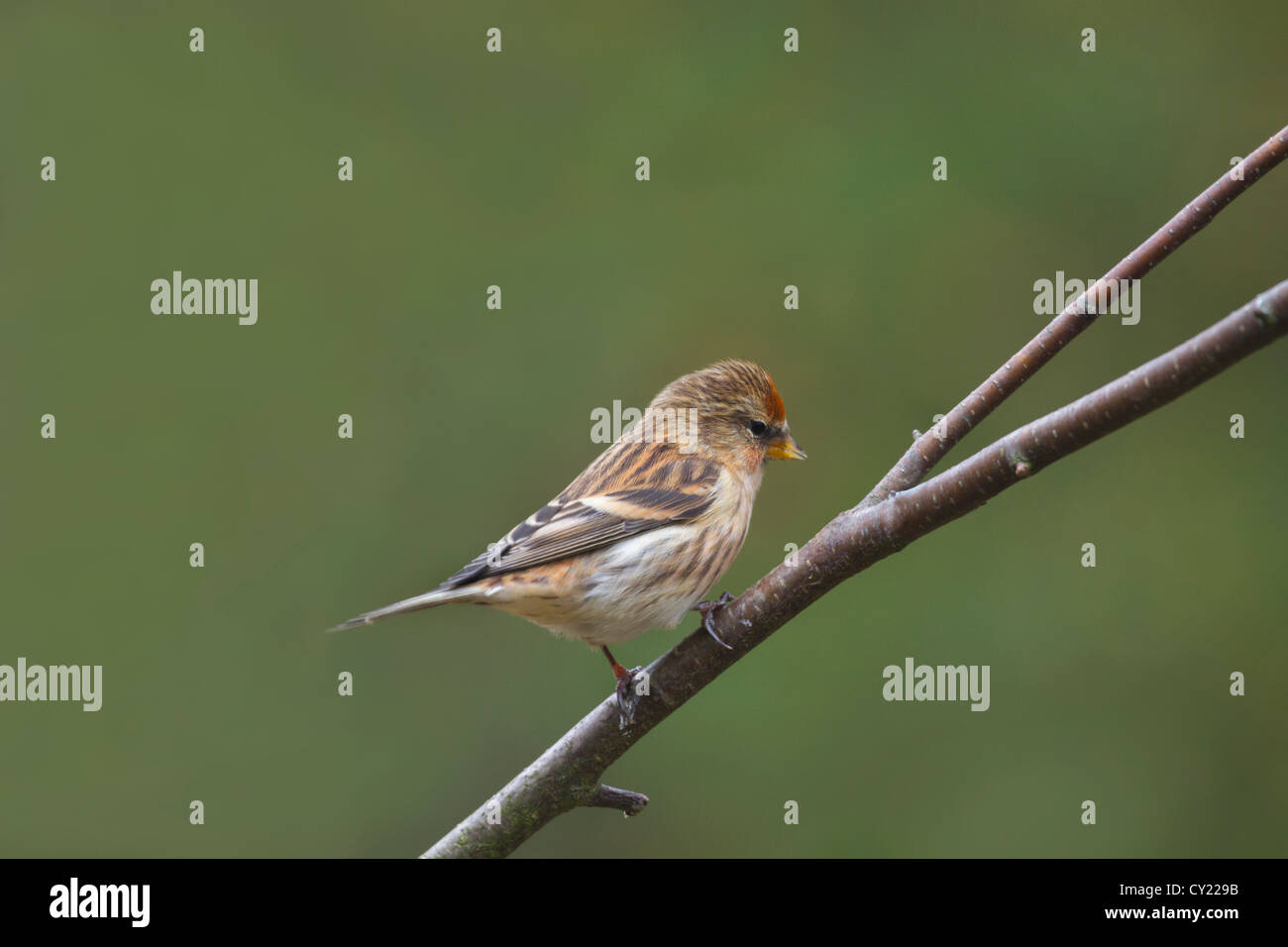 Redpoll (Carduelis flammea) appollaiato su un ramo Foto Stock